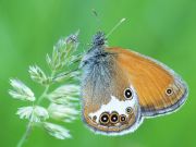 Coenonympha Arcania