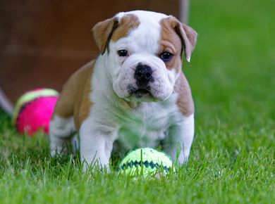 Rufus mit 5 Wochen