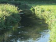Ein traumhaftes Forellenwasser