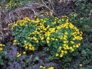 Sumpfdotterblumen