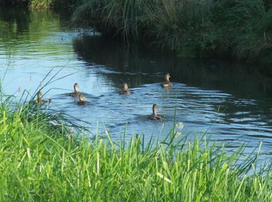 Und für die Enten ist das Tal sowieso ein Paradies.