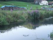 Blutweiderich am Mühlstau im Hintergrund der Boppeler Hof