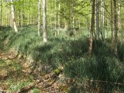 Winterschachtelhalm im Liebenthanner Wald