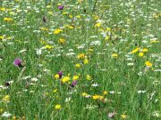Bunte Blumenwiese direkt an der Mühle