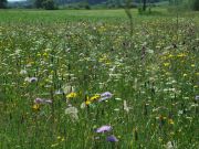 Bunte Blumenwiese direkt an der Mühle