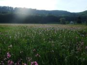 Abendstimmeng vor der Mühle, Schlangenwurz und Lichtnelken