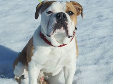 Rufus mit 6 Monaten