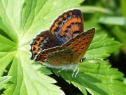 Lycaena Helle