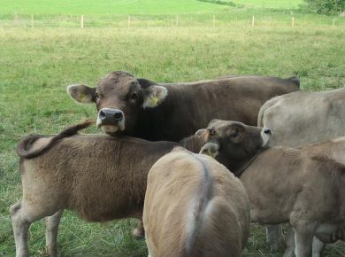 Der Moller (Stier)