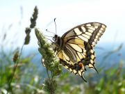 Papilio Machaon