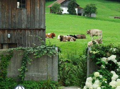 Fleckvieh vom Nachbarn zu Besuch.