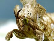 Polchrysia Moneta