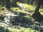 Kalktuffquellen in denLiebenthanner Hangwäldern