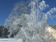 Weiden und Birken