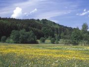 Trollblumenwiese nördlich der Mühle