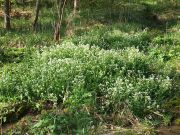 Bayerisches Löffelkraut, großflächiger Standort