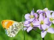 Anthocharis Cardamines