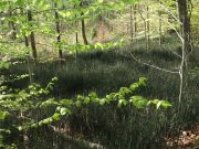 Quellflur mit Winterschachtelhalm bei der Reverdysquelle