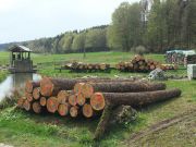 Vorne Lärchenstämme, im Mittelbereich Holzlager mit Fichtenstämmen