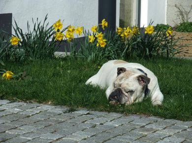 und Magoo