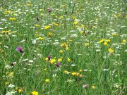 bunte Blumenwiese im Juni