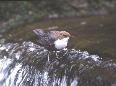 Die Wasseramsel brütet zwischen Mühle und Säge.