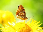 Fabriciana Adippe