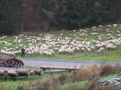 Und am Ende der Saison zieht ein Schäfer mit seiner Herde durchs Tal, auf dem Weg zum Winterquartier.