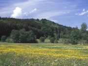 Trollblumenwiesen nördlich der Mühle